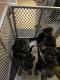 German Shepherd Puppies for sale in Lebanon, PA, USA. price: $850