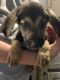 German Shepherd Puppies for sale in St Amant, LA 70774, USA. price: $200