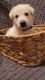 German Shepherd Puppies for sale in Wichita, KS, USA. price: NA