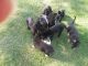 German Shepherd Puppies for sale in Redkey, IN 47373, USA. price: NA