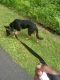 German Shepherd Puppies for sale in Slingerlands, NY 12159, USA. price: NA