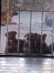 German Shepherd Puppies for sale in Oxnard, CA, USA. price: $450