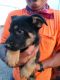 German Shepherd Puppies for sale in Girard, KS 66743, USA. price: $800