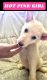 German Shepherd Puppies for sale in Pensacola, FL, USA. price: $500