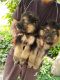 German Shepherd Puppies for sale in Delhi, India. price: 8000 INR