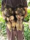 German Shepherd Puppies for sale in Delhi, India. price: 8500 INR