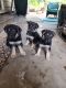 German Shepherd Puppies for sale in Portland, OR 97230, USA. price: $500