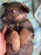 German Shepherd Puppies for sale in Streetsboro, OH, USA. price: NA