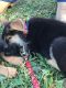 German Shepherd Puppies for sale in Licking County, OH, USA. price: NA
