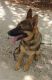 German Shepherd Puppies for sale in 672 County Rd 310, Rosebud, TX 76570, USA. price: NA