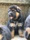 German Shepherd Puppies for sale in Mawana, Uttar Pradesh 250401, India. price: 8000 INR