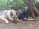German Shepherd Puppies for sale in Show Low, AZ 85901, USA. price: NA