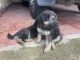 German Shepherd Puppies for sale in Kathitand, Ratu, Ranchi, Jharkhand 835222, India. price: 12000 INR