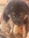 German Shepherd Puppies for sale in Kammagondana Halli Main Rd, Kammagondahalli, Jalahalli, Bengaluru, Karnataka 560015, India. price: 16000 INR