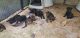 German Shepherd Puppies for sale in Manning, SC 29102, USA. price: $1,800,000