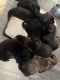 German Shepherd Puppies for sale in Leander, TX 78641, USA. price: $50,000