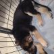 German Shepherd Puppies for sale in Neenah, WI 54956, USA. price: $800