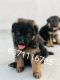 German Shepherd Puppies for sale in Mumbai, Maharashtra, India. price: 10000 INR