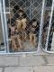 German Shepherd Puppies for sale in Rowland Heights, CA, USA. price: NA