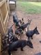 German Shepherd Puppies for sale in Midland, NC, USA. price: $800