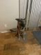 German Shepherd Puppies for sale in West Covina, CA, USA. price: NA