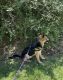 German Shepherd Puppies for sale in Laurel, MS, USA. price: $3,500