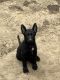 German Shepherd Puppies for sale in Charlotte, NC, USA. price: $80,000