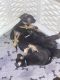German Shepherd Puppies for sale in Flint, MI, USA. price: $500