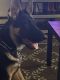 German Shepherd Puppies for sale in Albany, NY, USA. price: NA