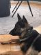 German Shepherd Puppies for sale in New York, NY 10016, USA. price: $2,000