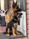 German Shepherd Puppies for sale in Denver, CO 80233, USA. price: $1,000