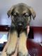 German Shepherd Puppies for sale in Tucson, AZ 85713, USA. price: $400