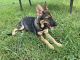 German Shepherd Puppies for sale in 8802 Storm Wood St, Houston, TX 77040, USA. price: NA