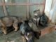 German Shepherd Puppies for sale in Pattabiram, Tamil Nadu, India. price: 10000 INR