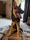 German Shepherd Puppies for sale in Romeoville, IL, USA. price: $3,000