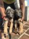 German Shepherd Puppies for sale in Korattur, Chennai, Tamil Nadu, India. price: 8000 INR