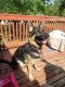 German Shepherd Puppies for sale in St. Louis, MO, USA. price: $1,000
