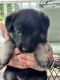 German Shepherd Puppies for sale in West Liberty, KY 41472, USA. price: $200