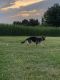 German Shepherd Puppies for sale in Lancaster, PA, USA. price: $599