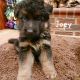 German Shepherd Puppies for sale in Rockwell, NC 28138, USA. price: NA