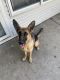 German Shepherd Puppies for sale in Indianapolis, IN 46227, USA. price: $600