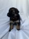 German Shepherd Puppies for sale in Bondurant, WY, USA. price: $3,200
