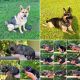 German Shepherd Puppies for sale in Overbrook, KS 66524, USA. price: NA