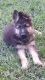 German Shepherd Puppies for sale in Falmouth, KY, USA. price: $600