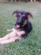 German Shepherd Puppies for sale in Rutherford Rd, North Carolina 28001, USA. price: NA