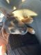German Shepherd Puppies for sale in Huntington Park, CA 90255, USA. price: $250