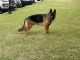 German Shepherd Puppies for sale in Spring, TX 77381, USA. price: NA