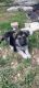German Shepherd Puppies for sale in Flushing, MI 48433, USA. price: $700