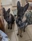 German Shepherd Puppies for sale in Boyne City, MI 49712, USA. price: NA