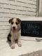 German Shepherd Puppies for sale in Gaston, SC 29053, USA. price: $1,300